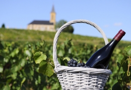 CLUB DE ENÓFILOS | CATA DE VINOS