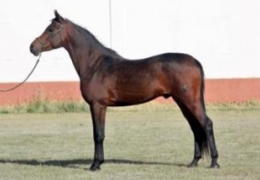 Conferencia 150 Anos De Cria Caballar En Espana Casino De Agricultura De Valencia