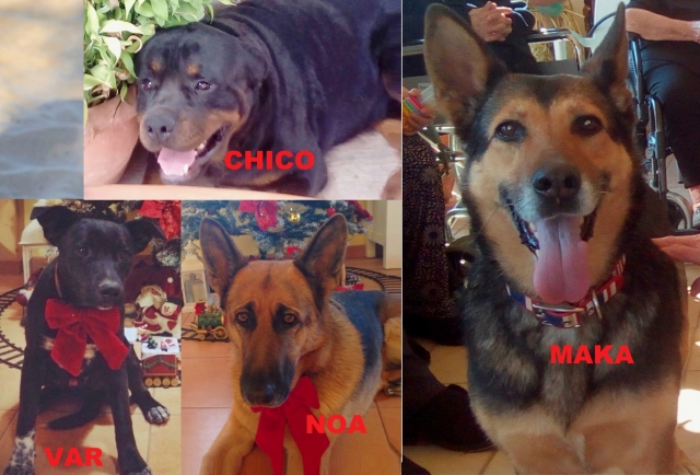 Terapia Asistida con Animales